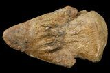 Pachycephalosaur Ungual (Claw) - Montana #121972-1